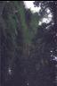Vines, West Village summer 1998